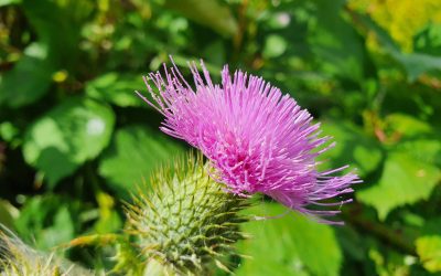 Brusturele (Arctium lappa)